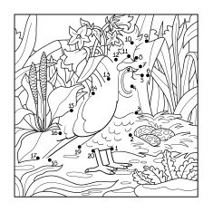 Numbers game (quail bird) N2