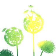 watercolor dandelion background N18