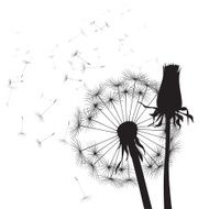 black dandelion
