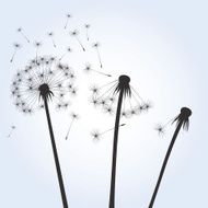 Black vector dandelions N6