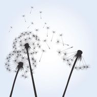 Black vector dandelions N7