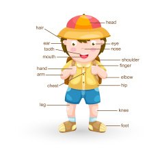vocabulary part of body vector N15