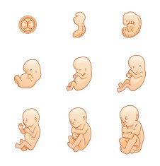 Human Fetal Development free image download Biology Diagrams