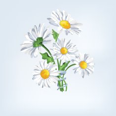 Bouquet camomile with ribbon - Illustration