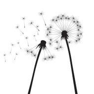 Black vector dandelions N8