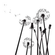 black and white group of dandelions with flying seeds