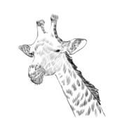 Giraffe N15