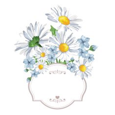Bouquet camomile