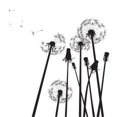 black and white group of dandelions with flying seeds