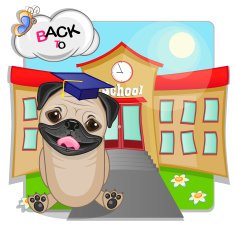 Pug Dog and school