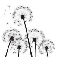 Black vector dandelions N10