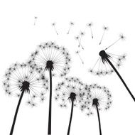 Black vector dandelions N11