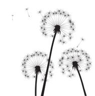 Black vector dandelions N13