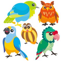 five birds on white background N3