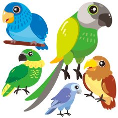 five birds on white background N5