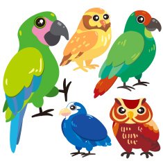 five birds on white background N6