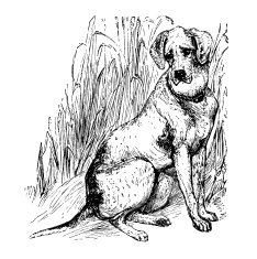 Pointer N2