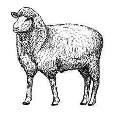 sheep hands drawing