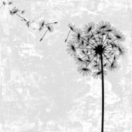 dandelion with seeds in the wind N2
