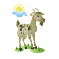Funny goat