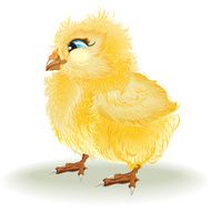 Yellow chicken