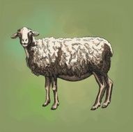 sheep breeding N14