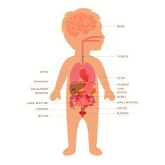 human body anatomy child