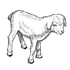 Goatling N4