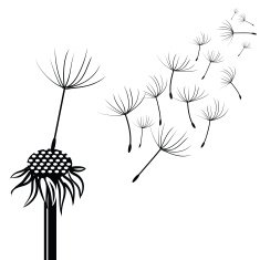 Silhouette of dandelion free image download