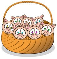 Basket of Piglets