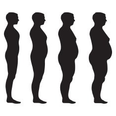 vector fat body N2