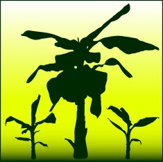Banana Tree N9