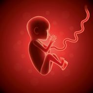 Fetus in womb vector