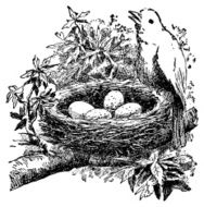 Bird and nest