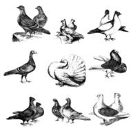 Collection of Pigeon Birds Illustrations