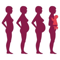 vector pregnancy stages