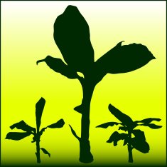 Banana Tree N10