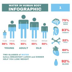 Water in Hyman body Infographic Vector