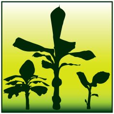 Banana Tree N11
