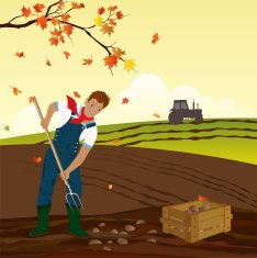 Potato Harvest