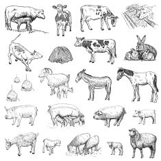 mammals hands drawing