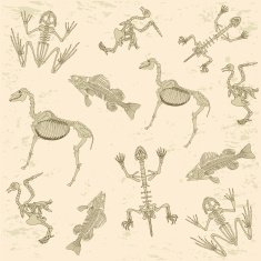 animals anatomy skeleton pattern
