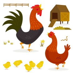 Chicken Family N5