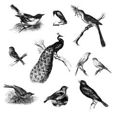 Collection of Wild Bird Illustrations Crow Mockingbird Peacock Canary Blackbird