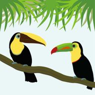 Pair of toucan