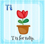 Tulip