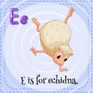 Echidna