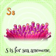 Sea anemone