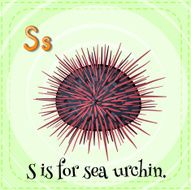 Sea Urchin