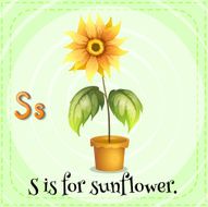 Sunflower N2